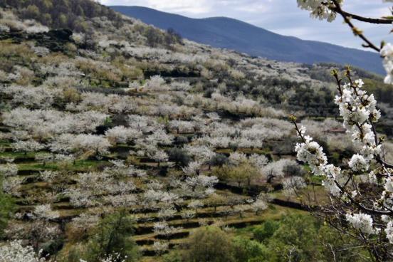 Cerezos en Flor (Valle del Jerte)