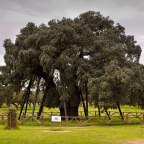 Comarcas de Miajadas – Trujillo, Cáceres, Montánchez – Tamuja
