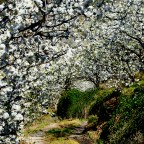 Fiesta del Cerezo en Flor (Valle del Jerte). Segunda quincena de Marzo aproximadamente. Fiesta de Interés Turístico Nacional.