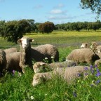 Ruta del Cordero. Denominación de Origen Corderex “Cordero de Extremadura”