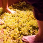 Vendimia Tradicional y “Velá” de la Virgen de la Coronada (Villafranca de los Barros). Fiesta de Interés Turístico Regional