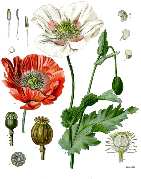 Papaver_somniferum_-_Köhler–s_Medizinal-Pflanzen-102
