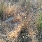 Vía de la Plata (Restos del Antiguo enlosado)