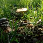 Jornadas Transfronterizas del Gurumelo (Villanueva del Fresno). Fiesta de Interés Turístico Regional